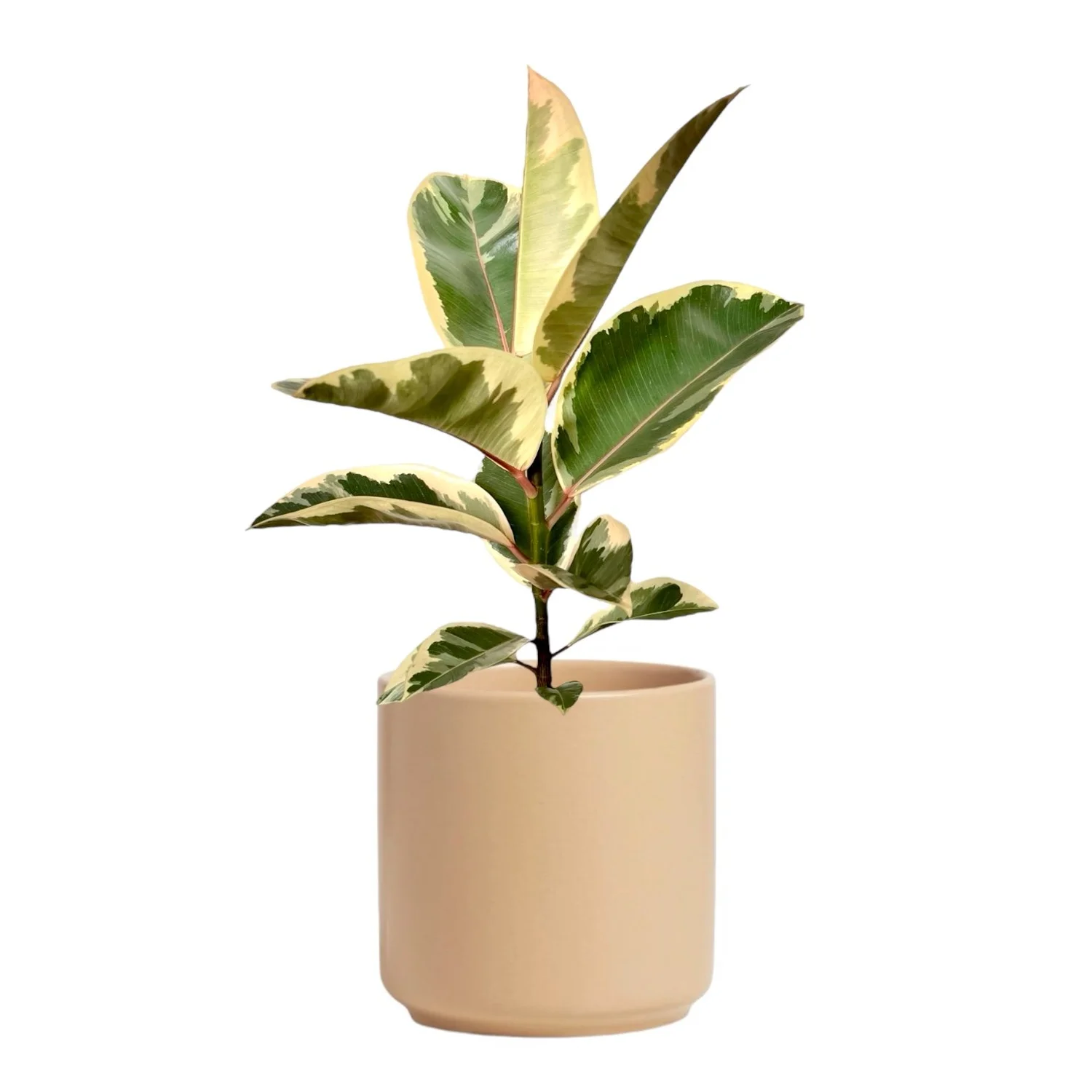 Ficus Elastica Tineke — seedybean